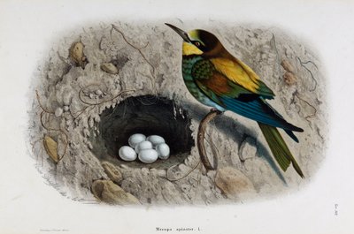 ヨーロッパミツバチ（Merops apiaster）の表現（クロモリトグラフ 作： Eugenio and Dressler Oscar  Bettoni