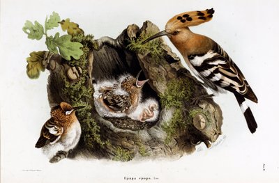 Huppe fasciee (Upupa epops) (Hoopoe)の表現（Chromolithography 作： Eugenio and Dressler Oscar  Bettoni