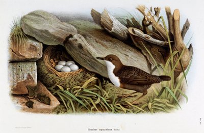 鳥のシンクル・ダイビング（Cinclus aquaticus）を表現したもの（クロモリトグラフィー 作： Eugenio and Dressler Oscar  Bettoni