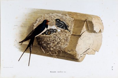 巣のツバメ（Hirundo rustica or swallow）の表現（クロモリトグラフ 作： Eugenio and Dressler Oscar  Bettoni