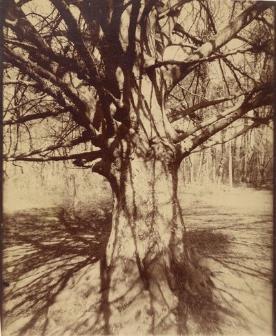 ブナ 作： Eugène Atget