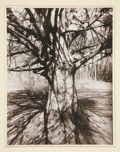 ブナの木 作： Eugène Atget