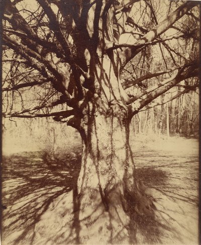ブナの木 作： Eugène Atget