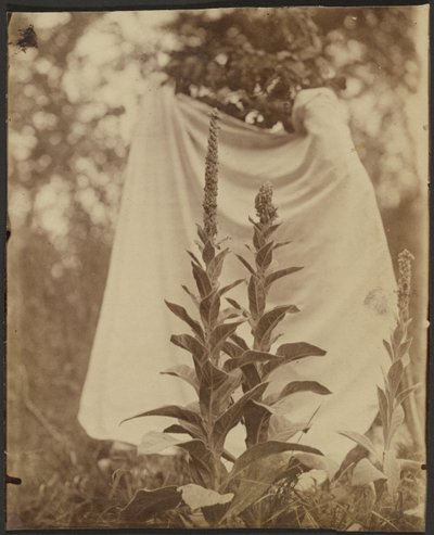ブイヨン・ブラン（Mullein Plant） 作： Eugène Atget