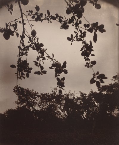 りんごの木の枝 作： Eugène Atget