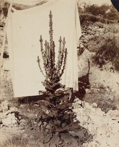 モウズイカの開花 作： Eugène Atget