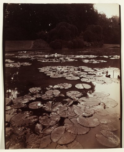 スイレン 作： Eugène Atget