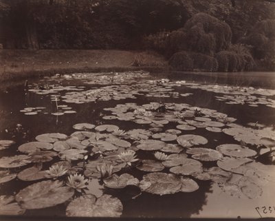 睡蓮（バガテル） 作： Eugène Atget