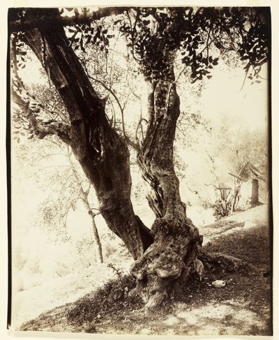 オリヴィエ、ニース、1900年頃 作： Eugène Atget