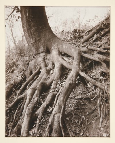 サンクラウド 作： Eugène Atget