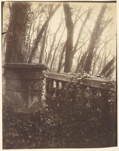 サン＝クルー公園、パリ 作： Eugène Atget