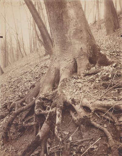 木と根 作： Eugène Atget