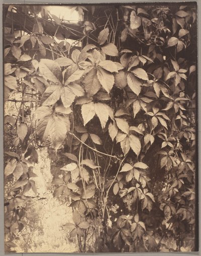 ヴィーニュ・ヴィエルジュ 作： Eugène Atget