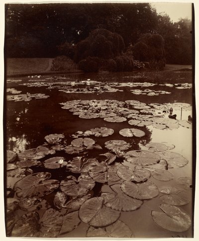 睡蓮 作： Eugène Atget