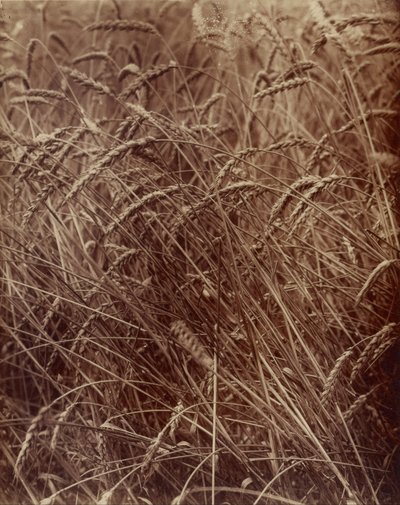 小麦 作： Eugène Atget