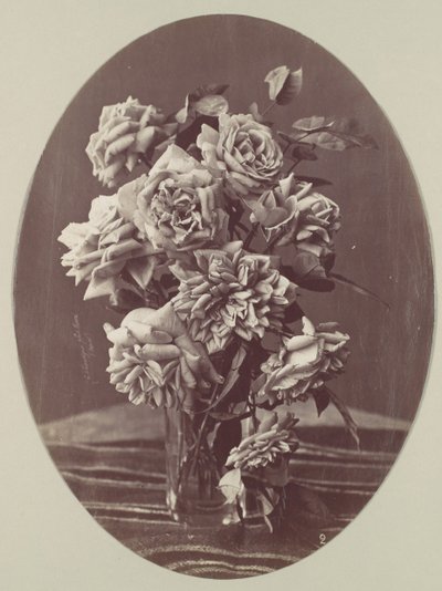 [バラ]、約。 1875年。 作： Eugène Chauvigné