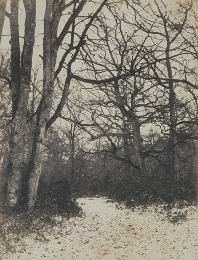 [フォンテーヌブローの森], ca. 1860年。 作： Eugène Cuvelier