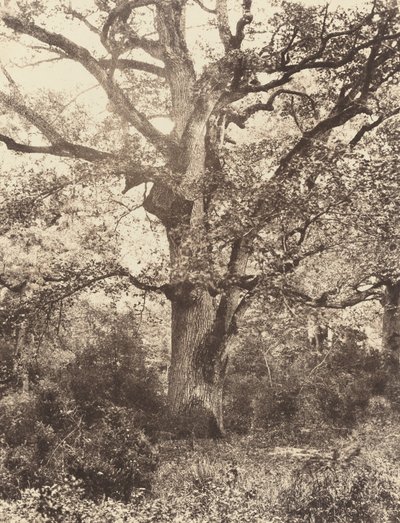 ボドマーの近く、1860年代。 作： Eugène Cuvelier
