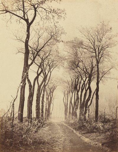 霧氷の道と木々 作： Eugène Cuvelier