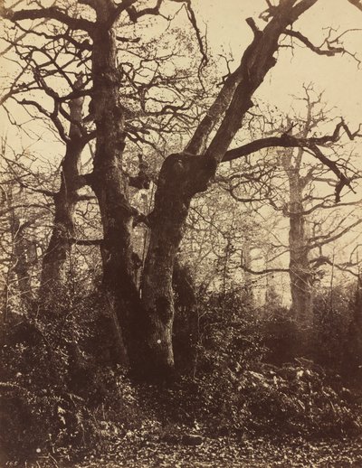木の研究、フォンテーヌブロー 作： Eugène Cuvelier