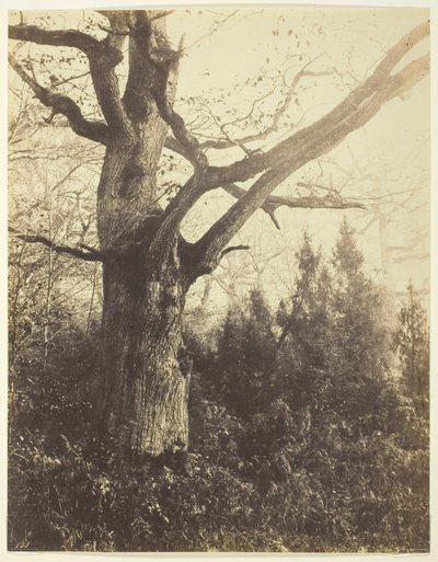 無題 作： Eugène Cuvelier