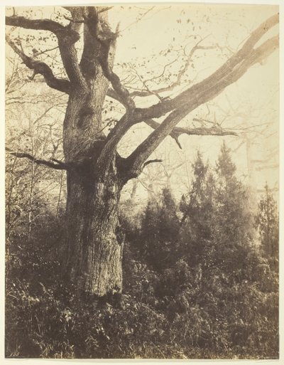 Untitled [tree], c. 1860.    1176628   ja       japanese Successfully Translated  Original: Figure of a Woman Translat: Figure of a Woman 1339487 ja japanese Successfully Translated Original: Kuwana No. 43. Kuwana: one of the fifty-three noted places on To 作： Eugène Cuvelier
