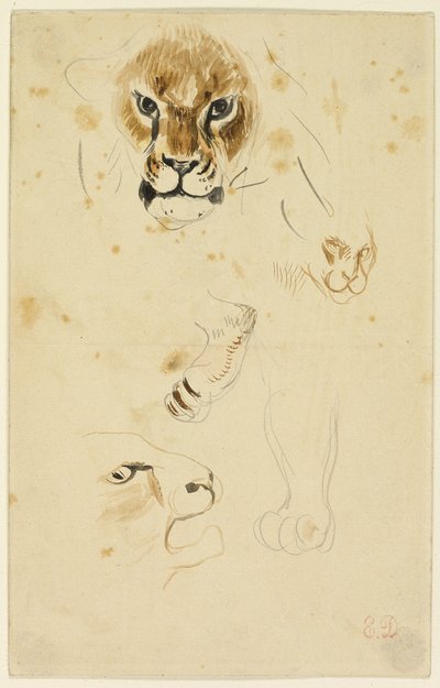 ライオンの頭と前足 作： Eugène Delacroix