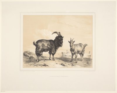 2頭のヤギ いろいろな動物（シリーズタイトル） 動物研究（シリーズタイトル） 作： Eugène Verboeckhoven