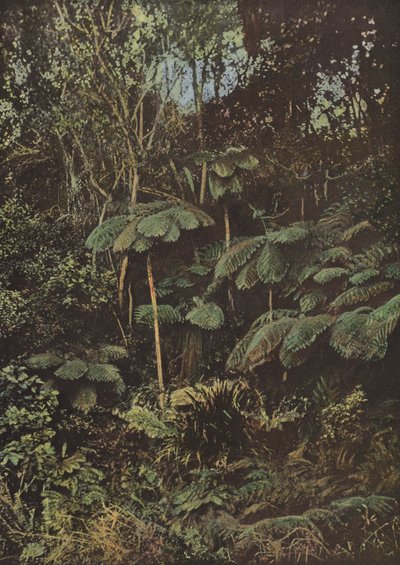 植生、フジェール樹木 作： European Photographer