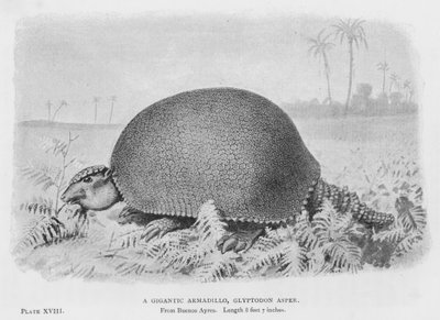 巨大なアルマジロ、Glyptodon Asper（リトグラフ 作： European School