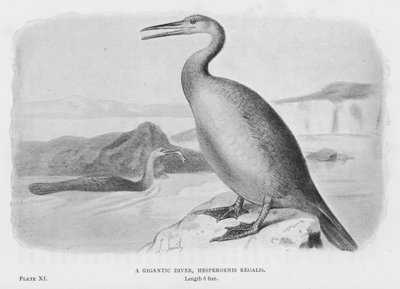 ギガンティックダイバー（Hesperornis Regalis）（リトグラフ 作： European School