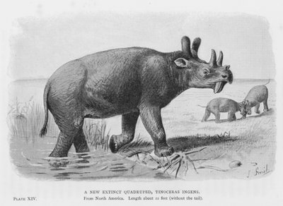 絶滅した新種の四足動物、Tinoceras Ingens（リトグラフ 作： European School