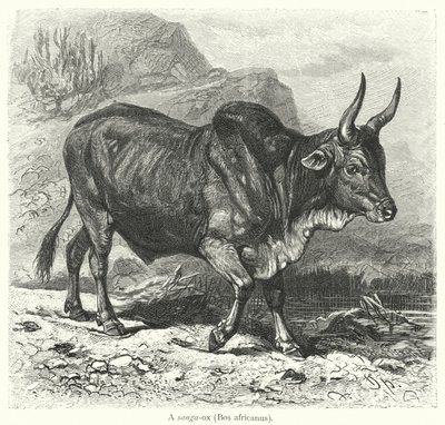 サンガオックス（Bos africanus）（彫刻 作： European School