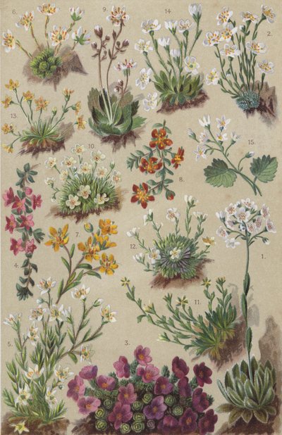 高山植物群集（クロモリト 作： European School