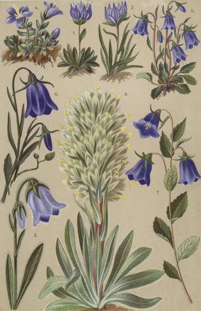 高山植物 作： European School
