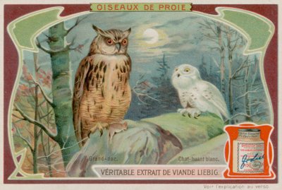 鷲フクロウと白フクロウ 作： European School