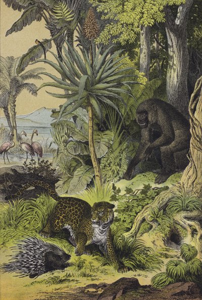 赤道ギニアの動物と植物（カラーリトグラフ） 作： European School