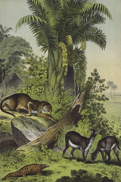 インドの動物と植物（カラーリトグラフ 作： European School