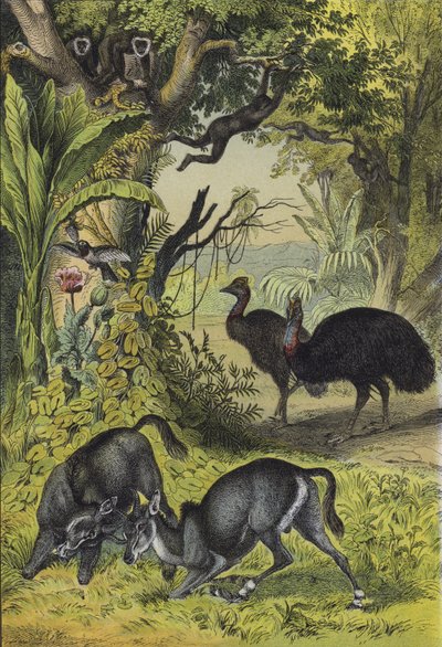 南アジアの動物と植物（カラーリトグラフ 作： European School