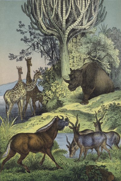 アビシニアンの丘陵地帯の動物と植物（カラーリトグラフ 作： European School