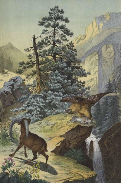 アルプスの動物・植物（カラーリトグラフ 作： European School