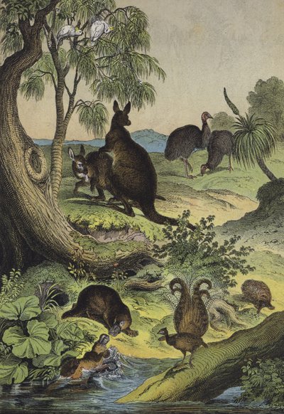 オーストラリア内陸部の動物と植物（カラーリトグラフ 作： European School