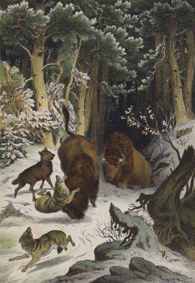 リトアニア・ビアロヴィッチの森の動物と植物（カラーリトグラフ 作： European School