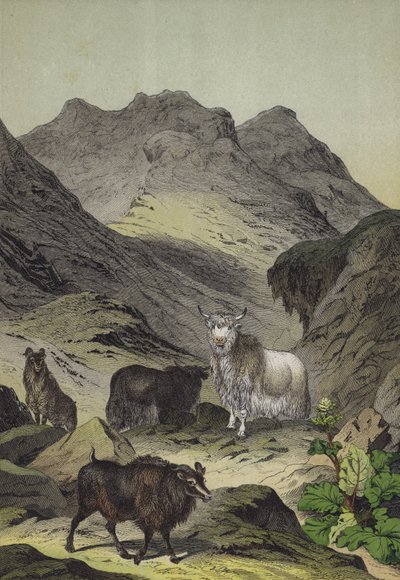 チベット高地の動物と植物（カラーリトグラフ 作： European School
