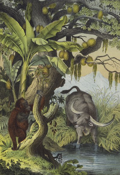 南アジアの島々の動物と植物（カラーリトグラフ 作： European School