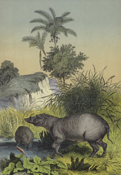 南アジアの島々の動物と植物（カラーリトグラフ 作： European School