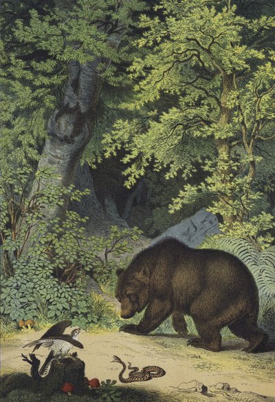 中央ヨーロッパの葉の多い森の動物と植物（カラーリトグラフ 作： European School