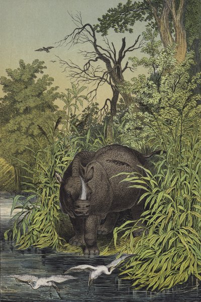 インドの湿地帯に生息する動物や植物（カラーリトグラフ） 作： European School