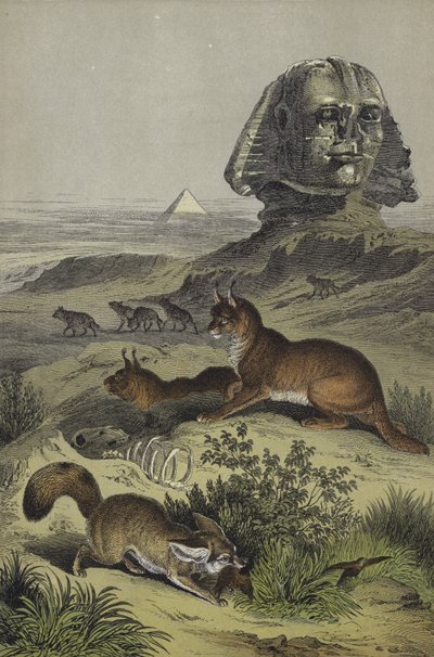 エジプトの動物たち（カラーリトグラフ 作： European School