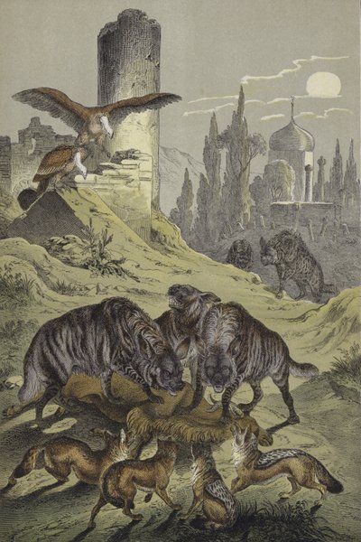 北アフリカの動物たち（カラーリトグラフ 作： European School